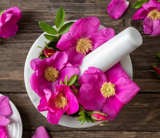 16 растений, цветки которых и красивы, и вкусны