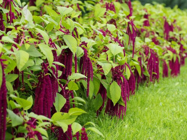 Амарант (Amaranthus) Амарант (Amaranthus)