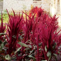 Амарант метельчатый, или багряный (Amaranthus paniculatus) Амарант метельчатый, или багряный (Amaranthus paniculatus)