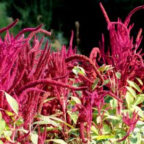 Амарант тёмный (Amaranthus hypochondriacus) Амарант тёмный (Amaranthus hypochondriacus)