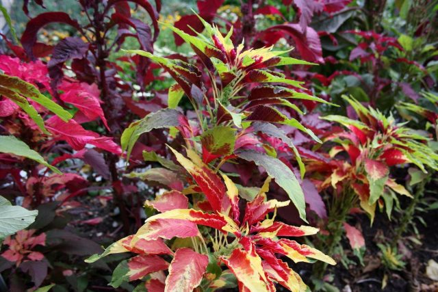 Амарант трёхцветный (Amaranthus tricolor) Амарант трёхцветный (Amaranthus tricolor)