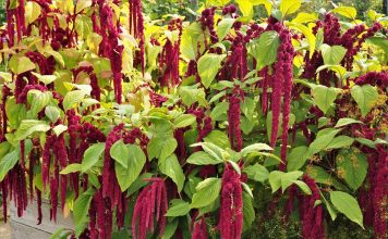 Амарант — редкостный универсал: красивый, полезный и вкусный