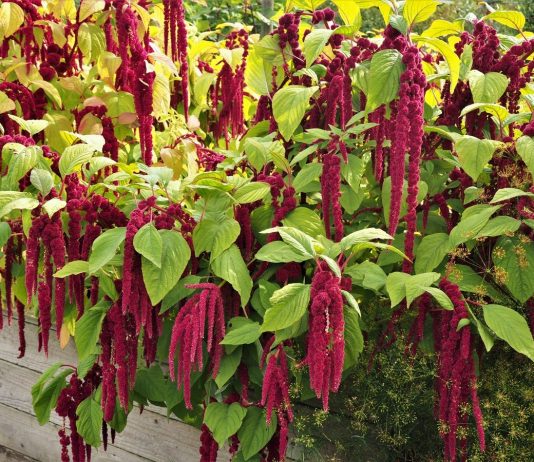 Амарант — редкостный универсал: красивый, полезный и вкусный