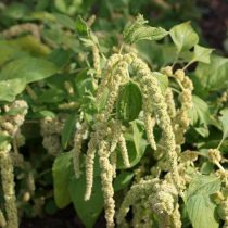Амарант хвостатый (Amaranthus caudatus) Амарант хвостатый (Amaranthus caudatus)