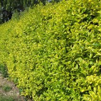 Бирючина овальнолистная (Ligustrum ovalifolium), сорт «Ауреум» (Aureum) Бирючина овальнолистная (Ligustrum ovalifolium), сорт «Ауреум» (Aureum)