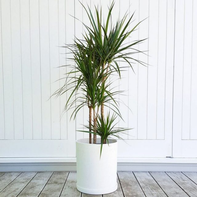 Драцена маргината, или окаймленная (Dracaena marginata) Драцена маргината, или окаймленная (Dracaena marginata)