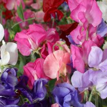 Душистый горошек (Lathyrus odoratus), сорт «Парфюм Делайт» (Perfume Delight) Душистый горошек (Lathyrus odoratus), сорт «Парфюм Делайт» (Perfume Delight)