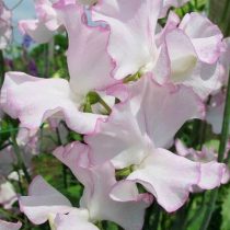 Душистый горошек (Lathyrus odoratus), сорт «Квин оф Хартс» (Queen of Hearts) Душистый горошек (Lathyrus odoratus), сорт «Квин оф Хартс» (Queen of Hearts)