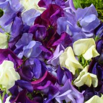Душистый горошек (Lathyrus odoratus), сорт «Дживелс оф Альбион» (Jewels of Albion) Душистый горошек (Lathyrus odoratus), сорт «Дживелс оф Альбион» (Jewels of Albion)