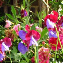Душистый горошек (Lathyrus odoratus), сорт «Матукана» (Matucana) Душистый горошек (Lathyrus odoratus), сорт «Матукана» (Matucana)