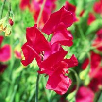Душистый горошек (Lathyrus odoratus), сорт «Скарлет» (Scarlett) Душистый горошек (Lathyrus odoratus), сорт «Скарлет» (Scarlett)