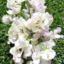 Душистый горошек (Lathyrus odoratus), сорт «Ромео» (Romeo) Душистый горошек (Lathyrus odoratus), сорт «Ромео» (Romeo)
