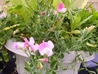 Душистый горошек (Lathyrus odoratus), сорт «Виндовсбокс Купид» (Windowbox Cupid) Душистый горошек (Lathyrus odoratus), сорт «Виндовсбокс Купид» (Windowbox Cupid)