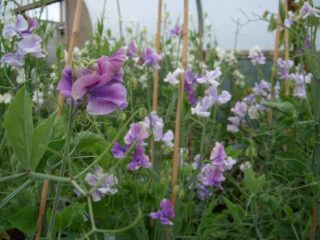 Душистый горошек (Lathyrus odoratus), сорт «Блю Рипл» (Blue Ripple) Душистый горошек (Lathyrus odoratus), сорт «Блю Рипл» (Blue Ripple)
