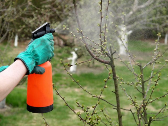 Экологичная весенняя обработка плодового сада Экологичная весенняя обработка плодового сада