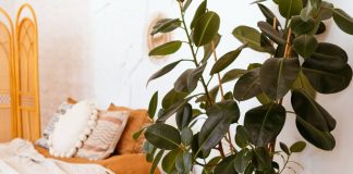 Фикус эластика — классика среди крупных комнатных растений