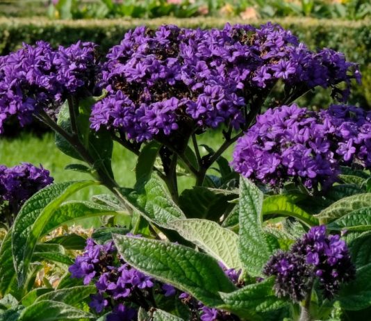 Гелиотроп — ароматный и пышный до первых морозов