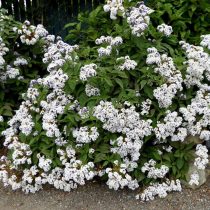 Гелиотроп древовидный (Heliotropium arborescens), сорт «Альба» (Alba) Гелиотроп древовидный (Heliotropium arborescens), сорт «Альба» (Alba)