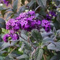 Гелиотроп древовидный (Heliotropium arborescens), сорт «Блэк Бьюти» (Black Beauty) Гелиотроп древовидный (Heliotropium arborescens), сорт «Блэк Бьюти» (Black Beauty)