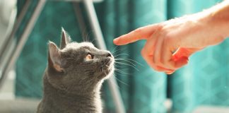 Гипоаллергенные животные для людей склонных к аллергии