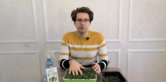 Как развивается микрозелень?