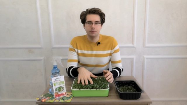 Как развивается микрозелень? Как развивается микрозелень?