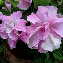 Петуния (Petunia), сорт «Дабл Каскад Орхид Мист» (Double Cascade Orchid Mist) Петуния (Petunia), сорт «Дабл Каскад Орхид Мист» (Double Cascade Orchid Mist)