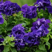 Петуния (Petunia), сорт «Дабл Каскад Блю» (Double Cascade Blue) Петуния (Petunia), сорт «Дабл Каскад Блю» (Double Cascade Blue)
