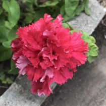 Петуния (Petunia), сорт «Валентина» (Valentine) Петуния (Petunia), сорт «Валентина» (Valentine)