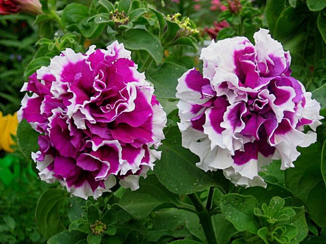 Петуния (Petunia), сорт «Пируэт» (Pirouette) Петуния (Petunia), сорт «Пируэт» (Pirouette)