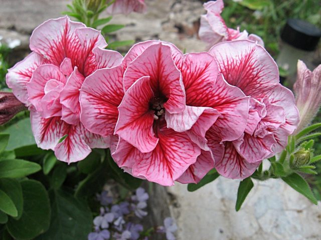 Петуния (Petunia), сорт «Дуо Саммер» (Duo ‘Summer’) Петуния (Petunia), сорт «Дуо Саммер» (Duo ‘Summer’)