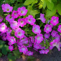 Петуния (Petunia), сорт «Опера Суприм Пинк Морн» (Opera Supreme Pink Morn) Петуния (Petunia), сорт «Опера Суприм Пинк Морн» (Opera Supreme Pink Morn)