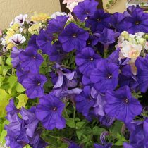 Петуния (Petunia), сорт «Комбо Блу» (Combo Blue) Петуния (Petunia), сорт «Комбо Блу» (Combo Blue)