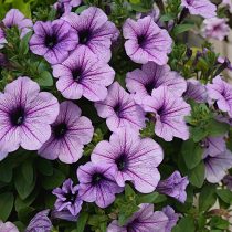 Петуния (Petunia), сорт «Изи Вейв Сильвер» (Easy Wave Silver) Петуния (Petunia), сорт «Изи Вейв Сильвер» (Easy Wave Silver)
