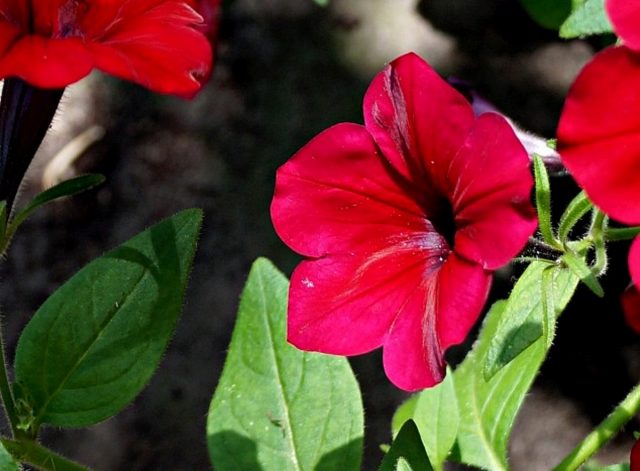Петуния (Petunia), сорт «Изи Вейв Ред Велюр» (Easy Wave Velour Red) Петуния (Petunia), сорт «Изи Вейв Ред Велюр» (Easy Wave Velour Red)
