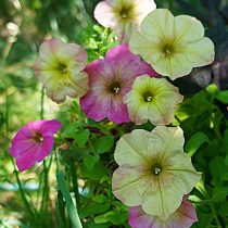 Петуния (Petunia), сорт «Дебонэйр Дасти Роуз» (Debonair Dusty Rose) Петуния (Petunia), сорт «Дебонэйр Дасти Роуз» (Debonair Dusty Rose)