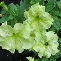 Петуния (Petunia), сорт «Дебонэйр Лайм Грин» (Debonair Lime Green) Петуния (Petunia), сорт «Дебонэйр Лайм Грин» (Debonair Lime Green)