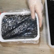 Засыпаем грунт, увлажняем рассаду пульверизатором и создаем мини-парничок при помощи пленки Засыпаем грунт, увлажняем рассаду пульверизатором и создаем мини-парничок при помощи пленки