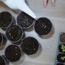 Землю в емкостях с рассадой для пикировки полить за 2 часа до пересадки или накануне вечером Землю в емкостях с рассадой для пикировки полить за 2 часа до пересадки или накануне вечером