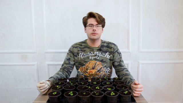 Пикировка петуний: зачем нужна и как её делать? Пикировка петуний: зачем нужна и как её делать?