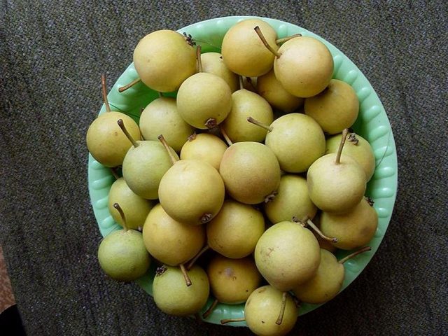 Плоды груши уссурийской Плоды груши уссурийской