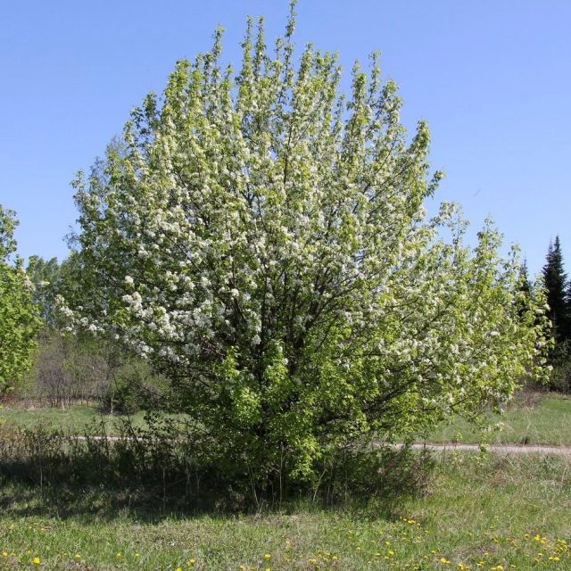 Груша уссурийская (Pyrus ussuriensis) Груша уссурийская (Pyrus ussuriensis)