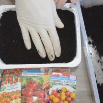 Проделываем дренажные отверстия в емкости и наполняем её грунтом Проделываем дренажные отверстия в емкости и наполняем её грунтом