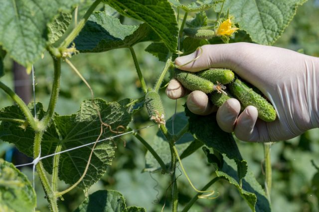 Огурцы откликаются активным завязыванием урожая на регулярный сбор плодов