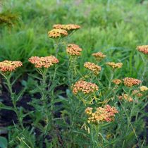 Тысячелистник обыкновенный (Achillea millefolium), сорт «Триколор» ('Tricolor') Тысячелистник обыкновенный (Achillea millefolium), сорт «Триколор» ('Tricolor')