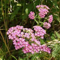 Тысячелистник обыкновенный (Achillea millefolium), сорт «Пинк Леди» ('Pink Lady') Тысячелистник обыкновенный (Achillea millefolium), сорт «Пинк Леди» ('Pink Lady')