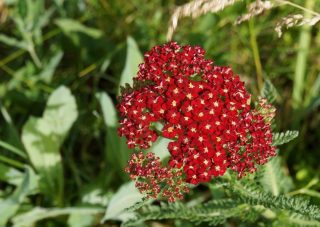 Тысячелистник обыкновенный (Achillea millefolium), сорт «Ред Вельвет» ('Red Velvet') Тысячелистник обыкновенный (Achillea millefolium), сорт «Ред Вельвет» ('Red Velvet')