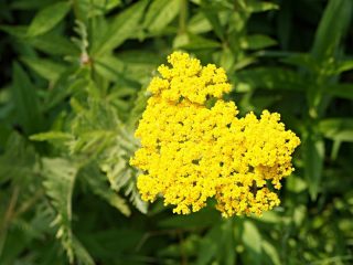 Тысячелистник таволговый (Achillea filipendulina) Тысячелистник таволговый (Achillea filipendulina)
