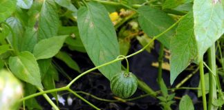 Дынная ягода, или Тзимбало — экзотические зимние витамины