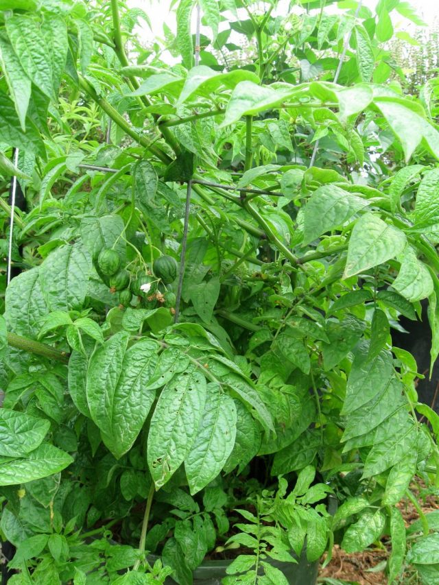 Тзимбало, или Паслен карипенс (Solanum caripense) Тзимбало, или Паслен карипенс (Solanum caripense)